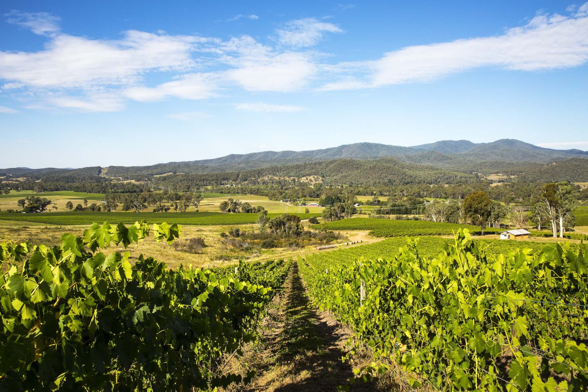 High Country Vineyard views from Pizzini Wines