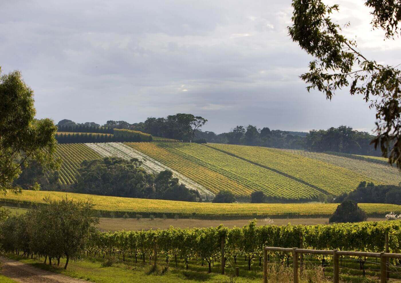 Melbourne Private Tours Mornington Peninsula Tour Wine Tours Mornington Peninsula