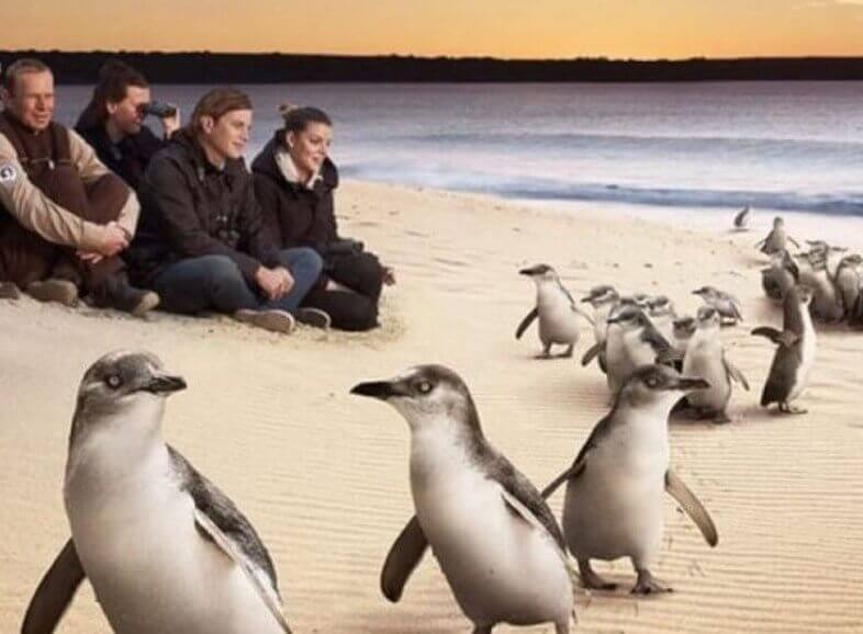 AU Private Tours Private Phillip Island Penguin Tour Penguins on the Beach