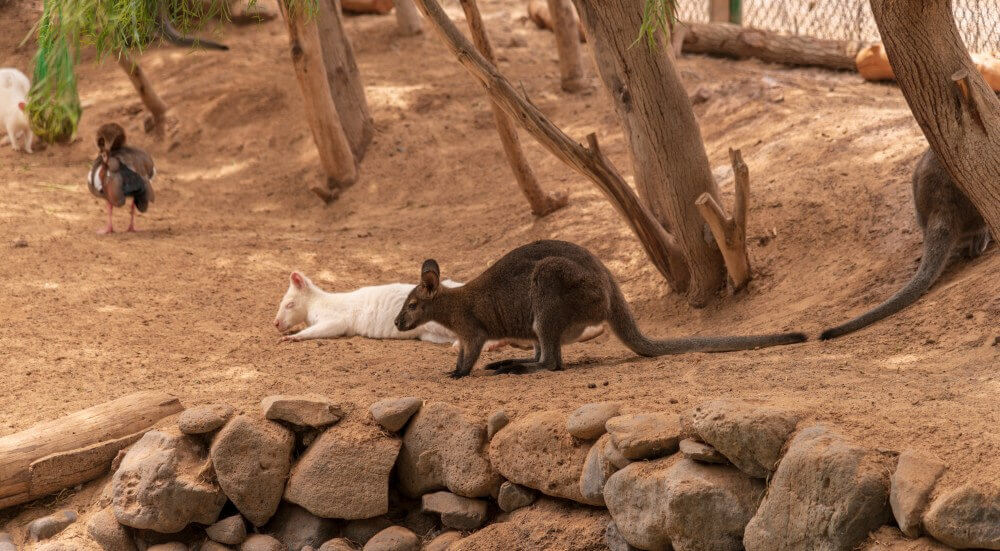 Meet local wildlife on your Grampians day trip