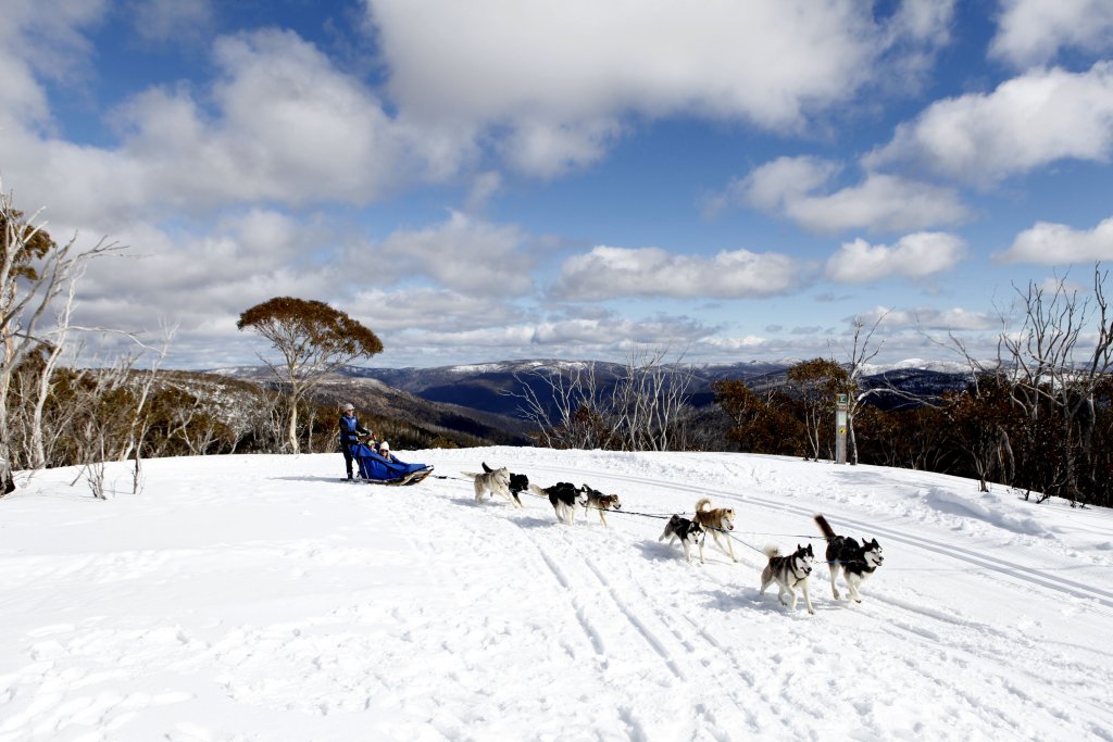 Dog sledding through the snow